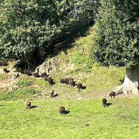 アパート - Moutons Ouessant - Bord Du Trieux